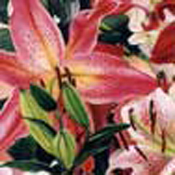 Lily